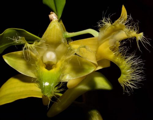 Dendrobium roslii - Imagen 2