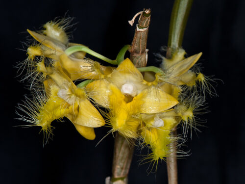 Dendrobium roslii