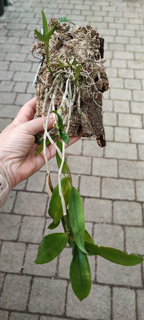 Dendrobium roslii - Imagen 3