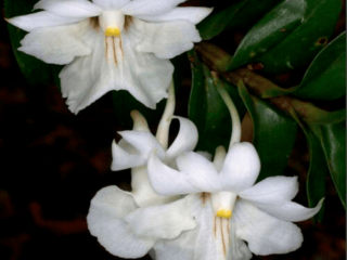 Detalle flor Dendrobium Jyrdii