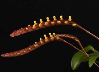 Bulbophyllum falcatum