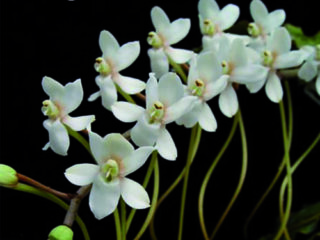 Orquídea de Miniatura Aerangis Somalensis para terrario