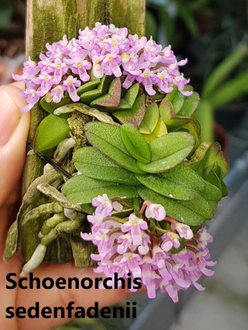 Schoenorchis seidenfadenii es una orquidea miniatura, muy precida a fragrans y de cultivo muy facil