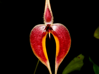 Detalles de la flor del Bulbophyllum Blumei