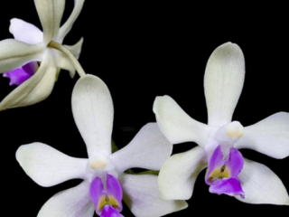 Flor Phalaenopsis wilsonii