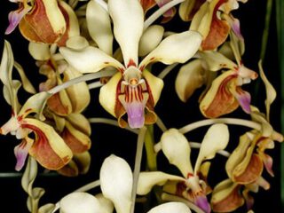 Vanda lamellata v. remediosae