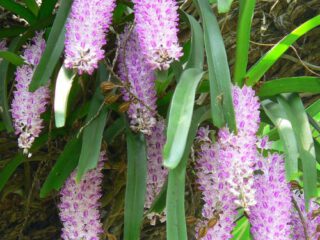 Destaca por sus inflorescencias colgantes y densas, compuestas por más de 100 flores blancas con manchas rosadas.