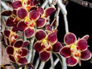 Chiloschista lunifera