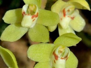 Chiloschista segawae