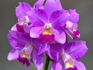 Cattlianthe Sakura Candy Angel