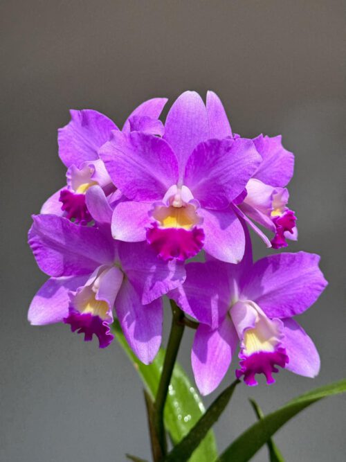 Cattlianthe Sakura Candy Angel