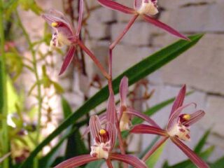 Cymbidium sinense Yang Ming Jin