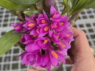 Dendrobium Baby Hibiki