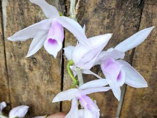 Dendrobium anosmum Da Xi