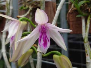 Dendrobium anosmum splash