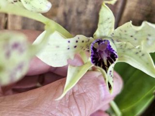 Dendrobium atroviolaceum