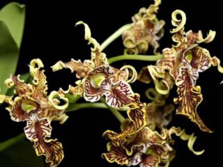 Dendrobium spectabile