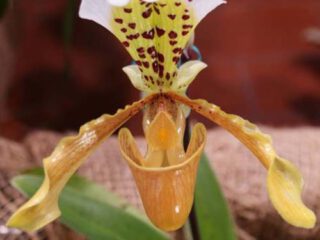 Paphiopedilum gratixianum