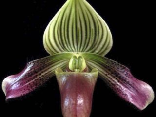 Paphiopedilum urbanianum