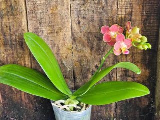 Phalaenopsis Lyndon Mix Zebra