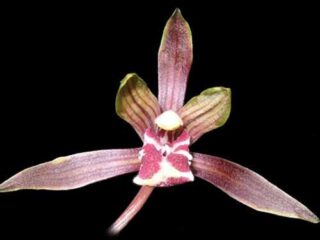 Cymbidium sinense Shi Men