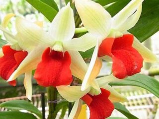Dendrobium Frosty dawn x Thay Jasmine