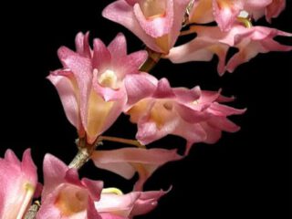 Dendrobium Sekapuro