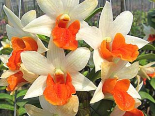 Dendrobium Hsinging Frosty Maree