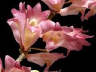 Dendrobium Sekapuro