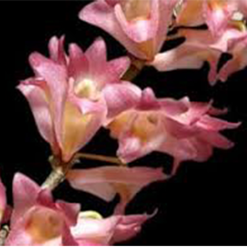 Dendrobium Sekapuro
