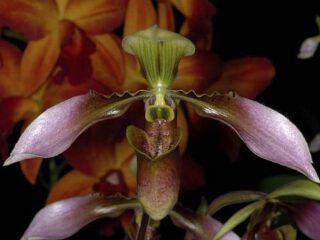 Paphiopedilum appletonianum