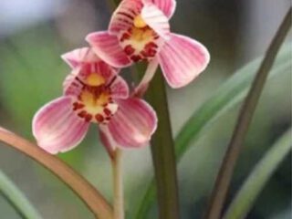 Cymbidium ensifolium Hong Cao Hong He