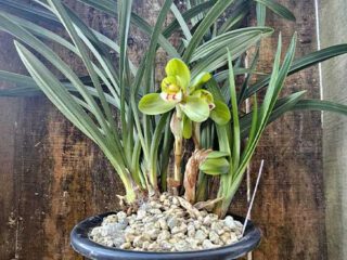 Cymbidium goeringii Da Tuan Yuan