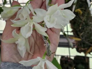 Dendrobium Nestor alba