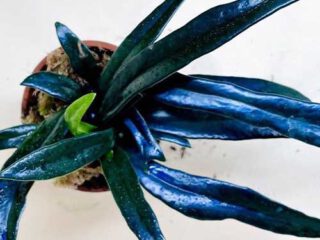 Microsorum thailandicum