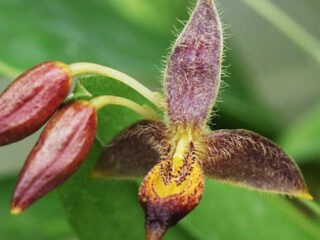 Bulbophyllum geniculiferum