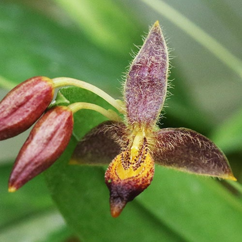 Bulbophyllum geniculiferum