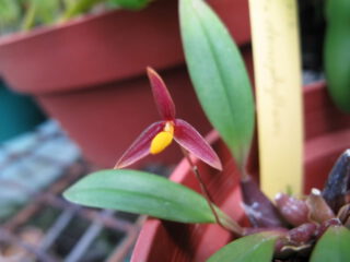 Bulbophyllum denophyllum