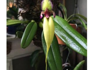 Bulbophyllum fascinator fma. semialbum