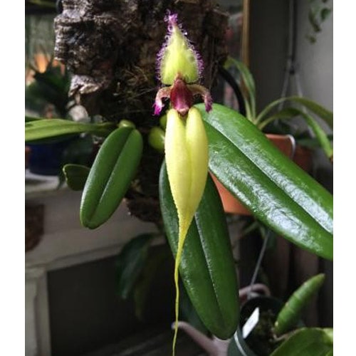 Bulbophyllum fascinator fma. semialbum