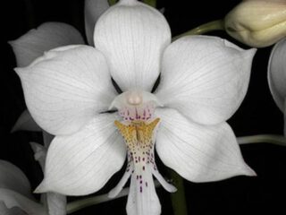 Caularthron bicornutum