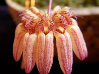 Bulbophyllum sikkimense
