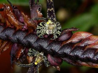Bulbophyllum imbricatum
