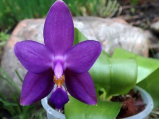 Phalaenopsis violacea fma. indigo