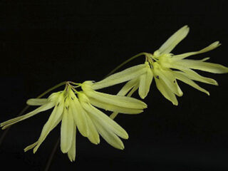 Bulbophyllum othonis