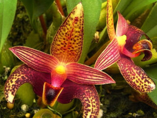 Bulbophyllum sumatranum