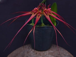 Bulbophyllum wendlandianum