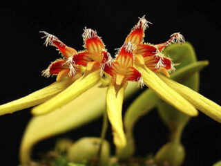 Bulbophyllum fimbriperianthium x fireworks