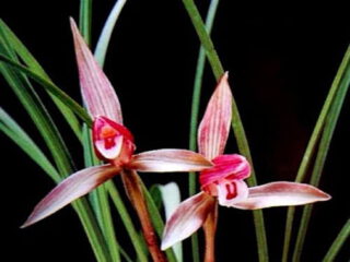 Cymbidium goeringii Hong Dou 紅豆
