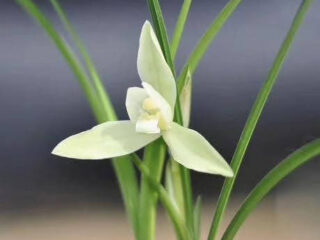 Cymbidium goeringii Alishan Su (Bai Xue Bing Xin) 阿里山素(白雪冰心)